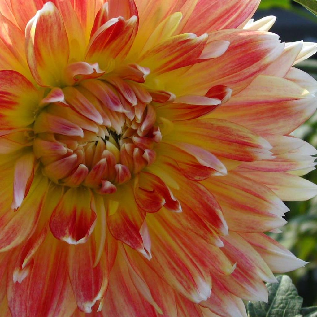Koristedaalia Peaches and Cream