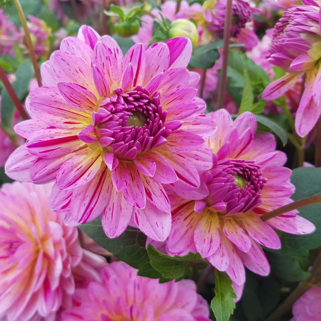Koristedaalia Tropical