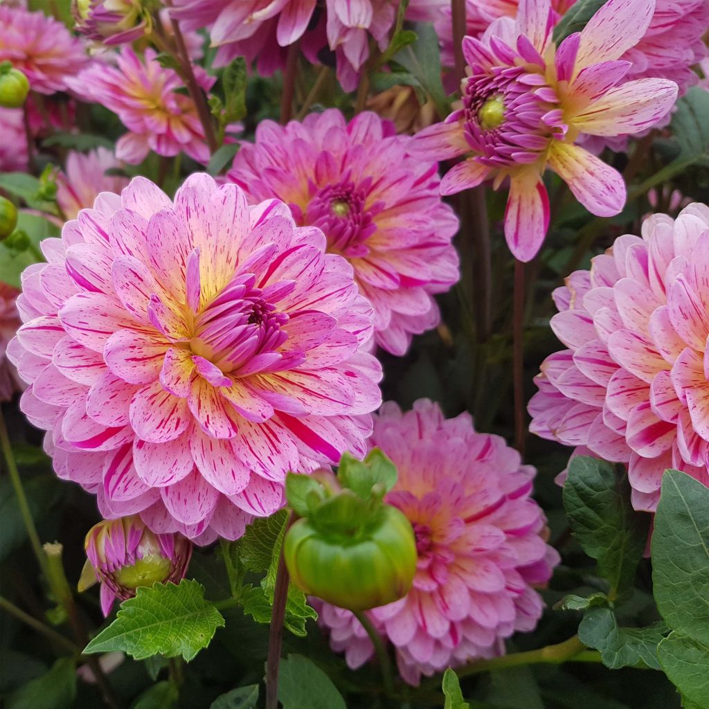 Koristedaalia Tropical