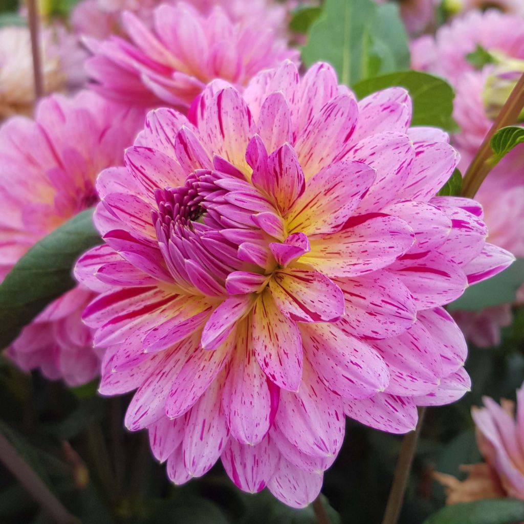 Koristedaalia Tropical