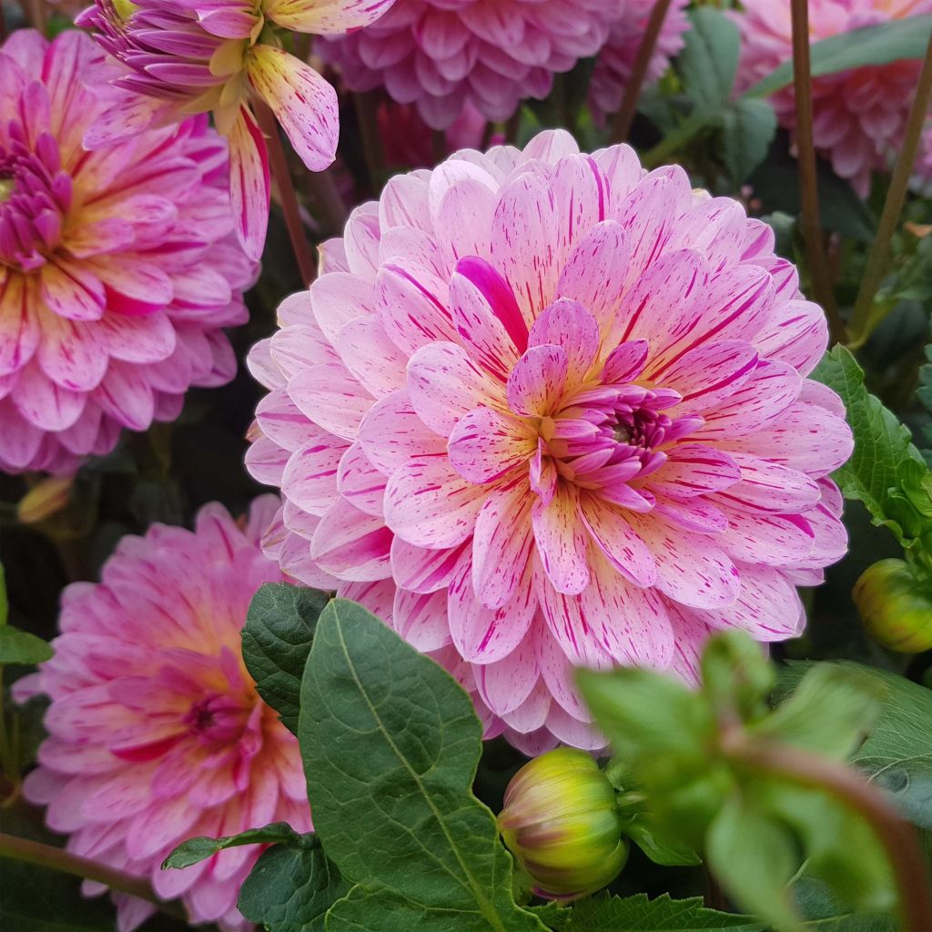 Koristedaalia Tropical