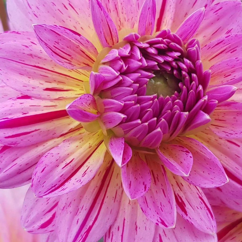 Koristedaalia Tropical