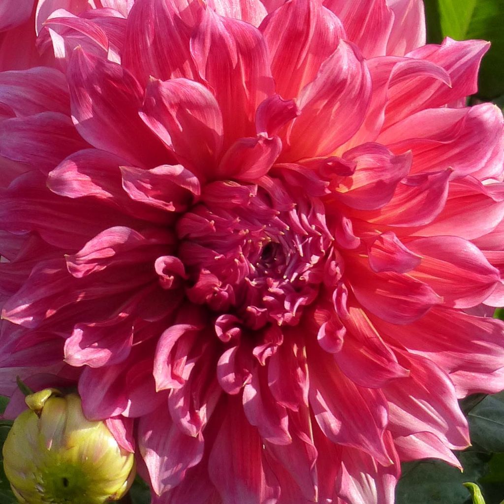 Jättidaalia Islander