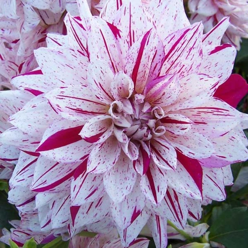 Koristedaalia Prince Vaillant