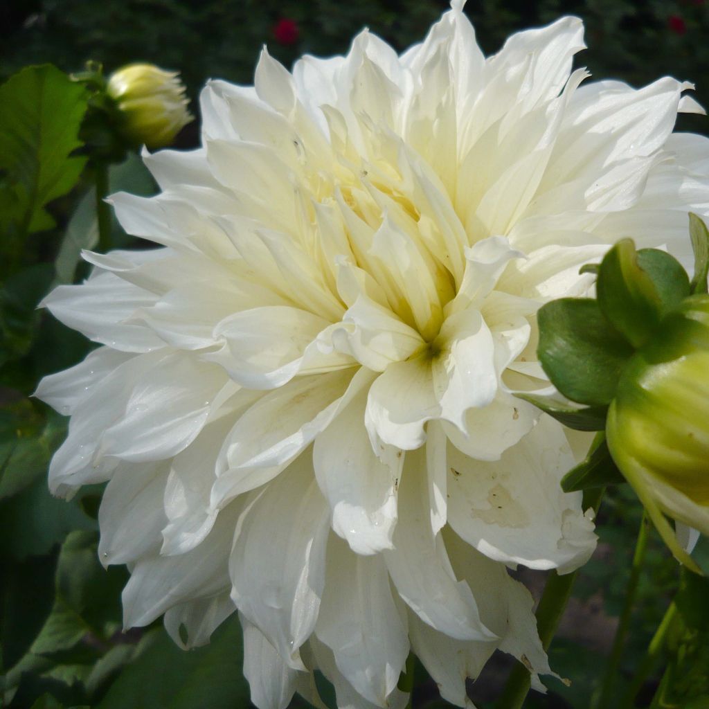 Jättidaalia White Perfection