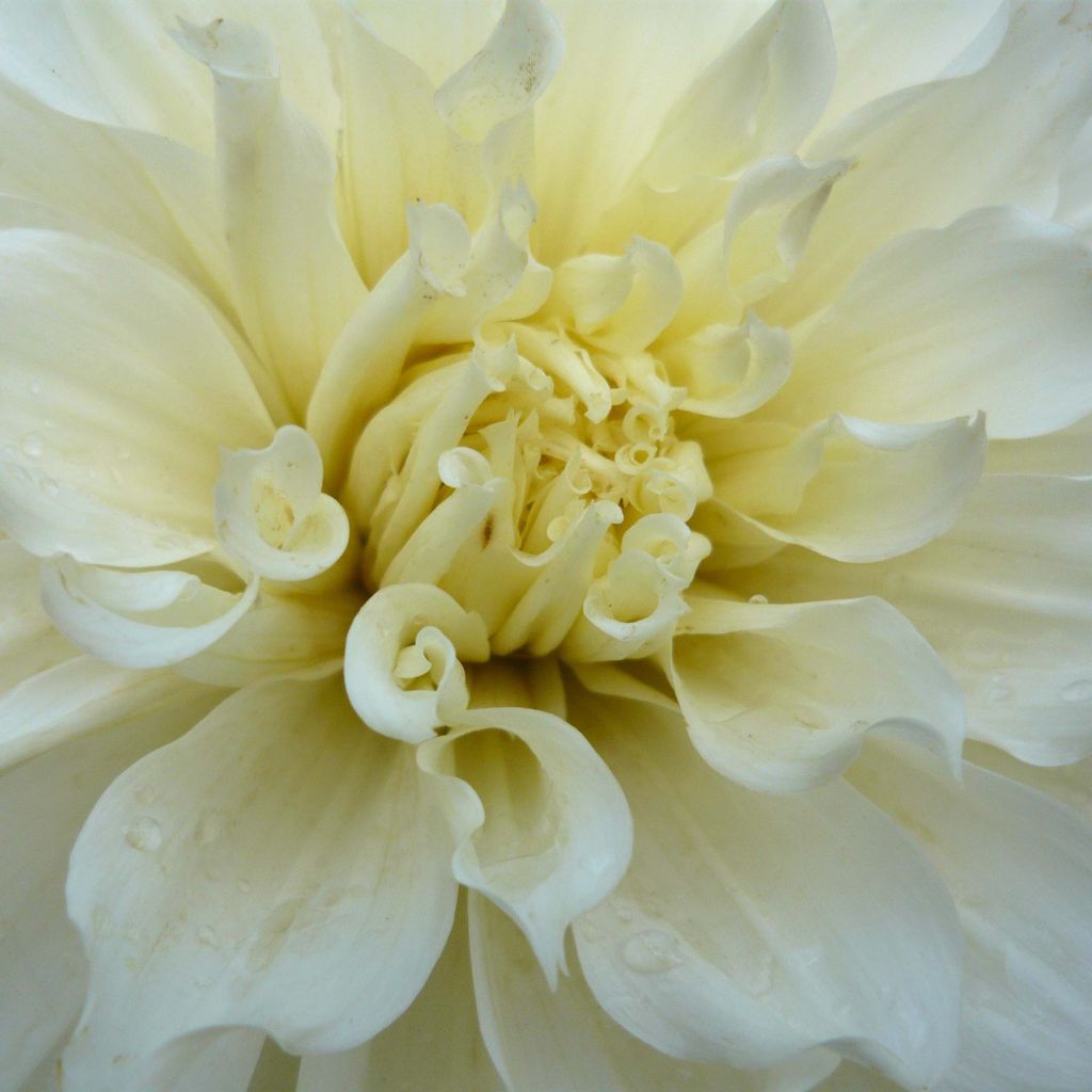 Jättidaalia White Perfection