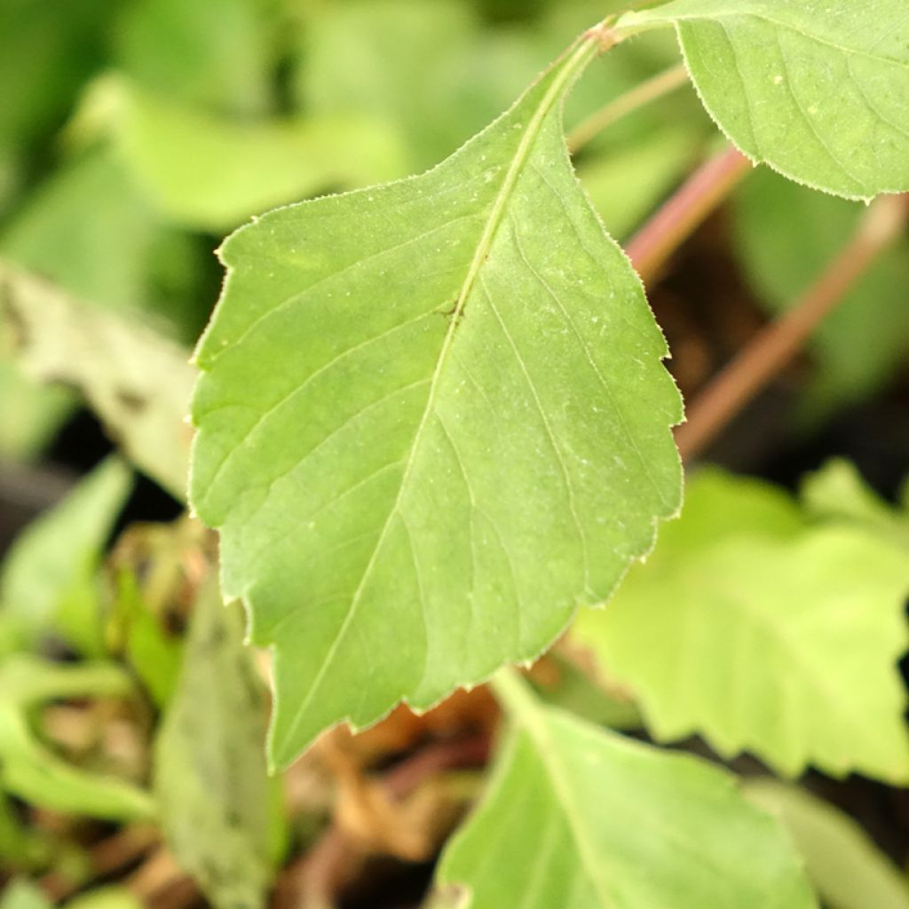 Honka-daalia Izarra
