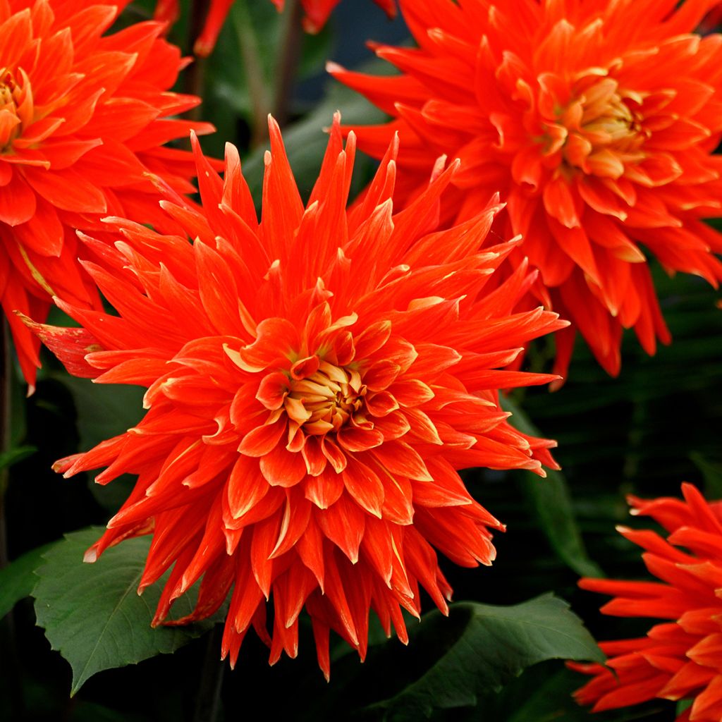 Kaktusdaalia Vulcan