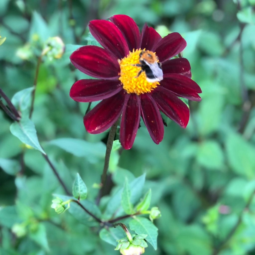 Maisemadaalia Still Going Strong