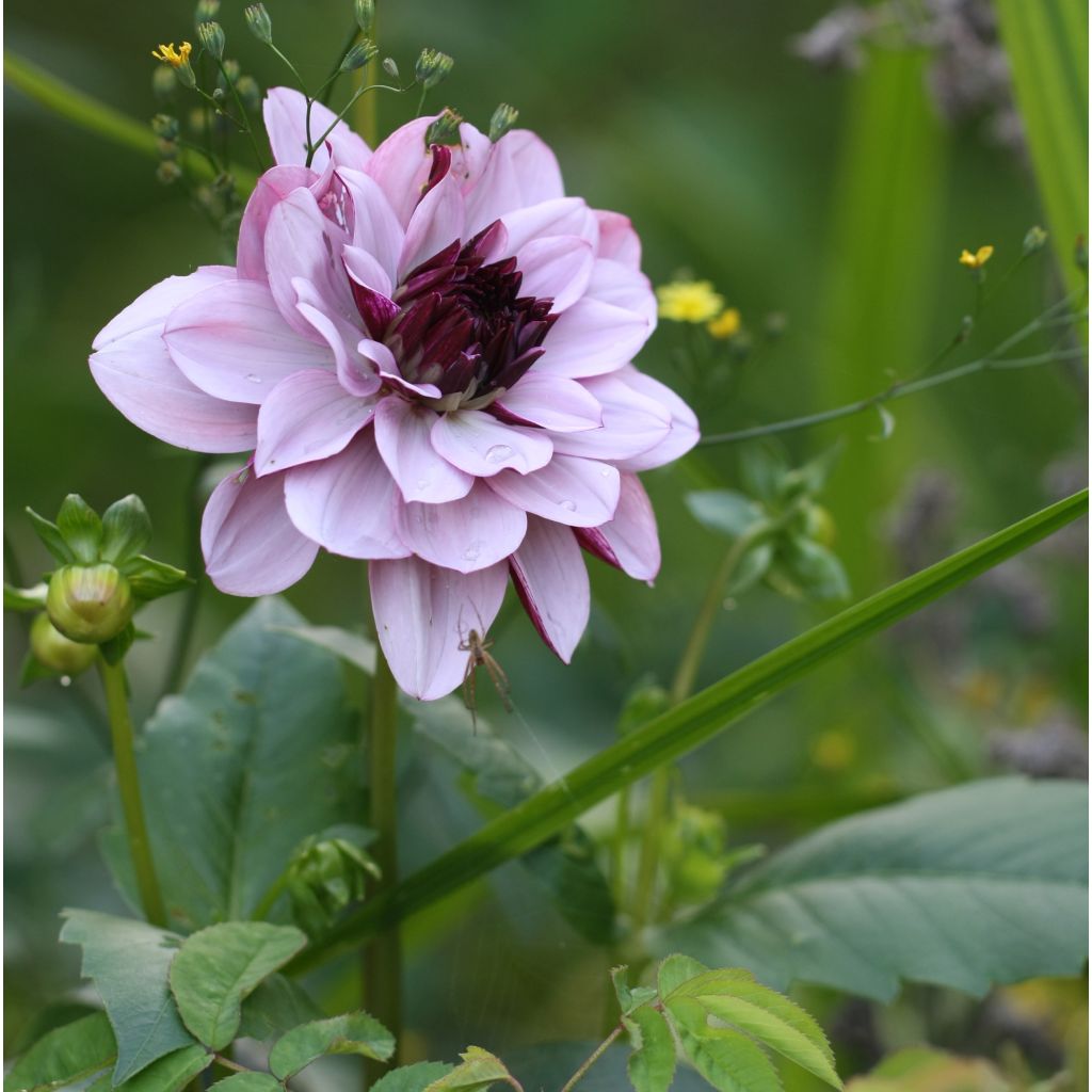 Koristedaalia Creme de Cassis