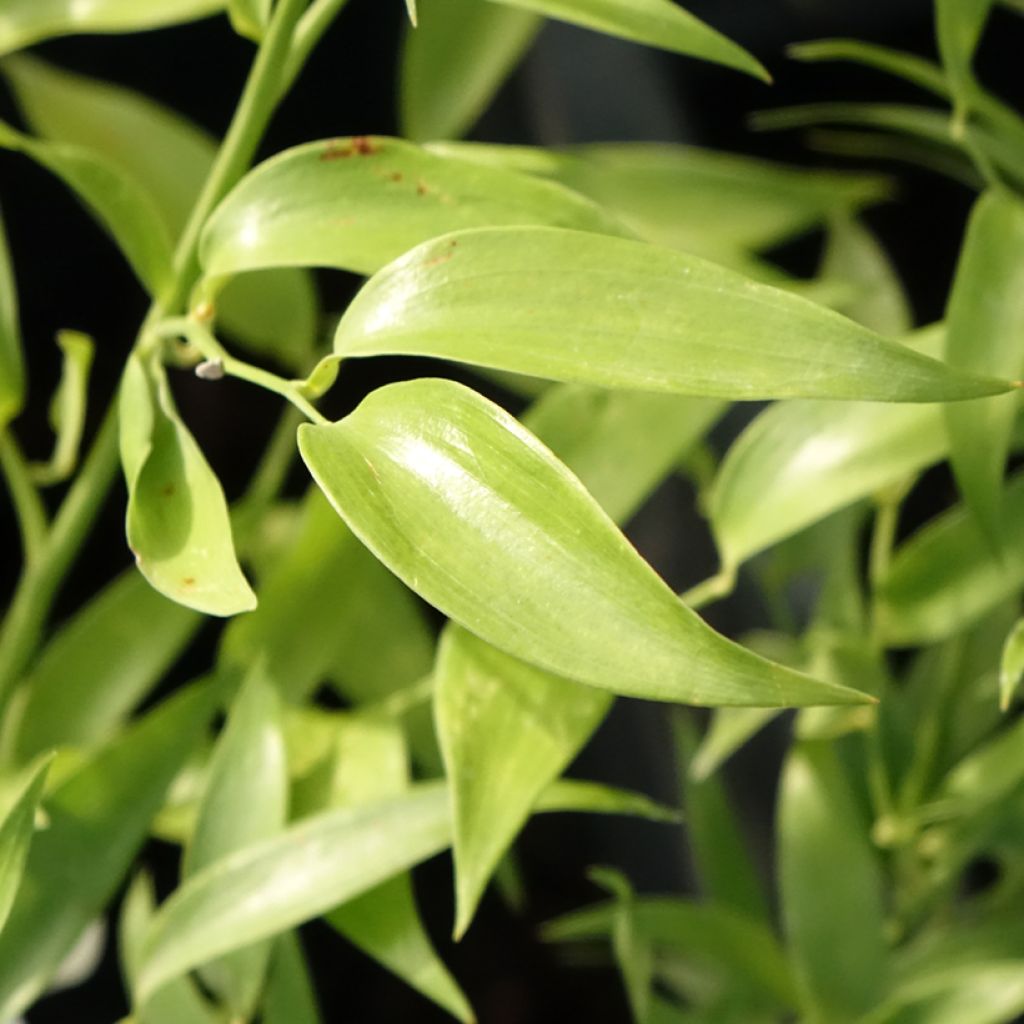danee - Danae racemosa
