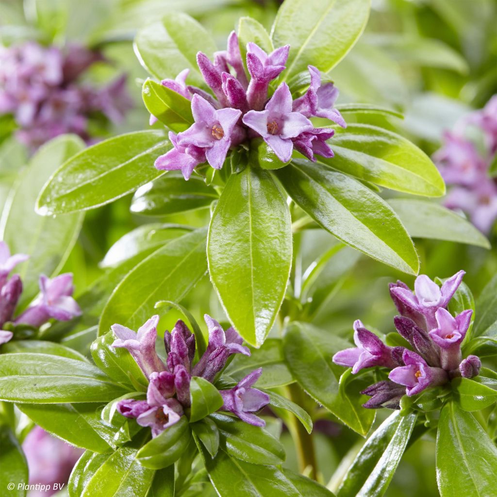 Näsiä Sweet Amethyst