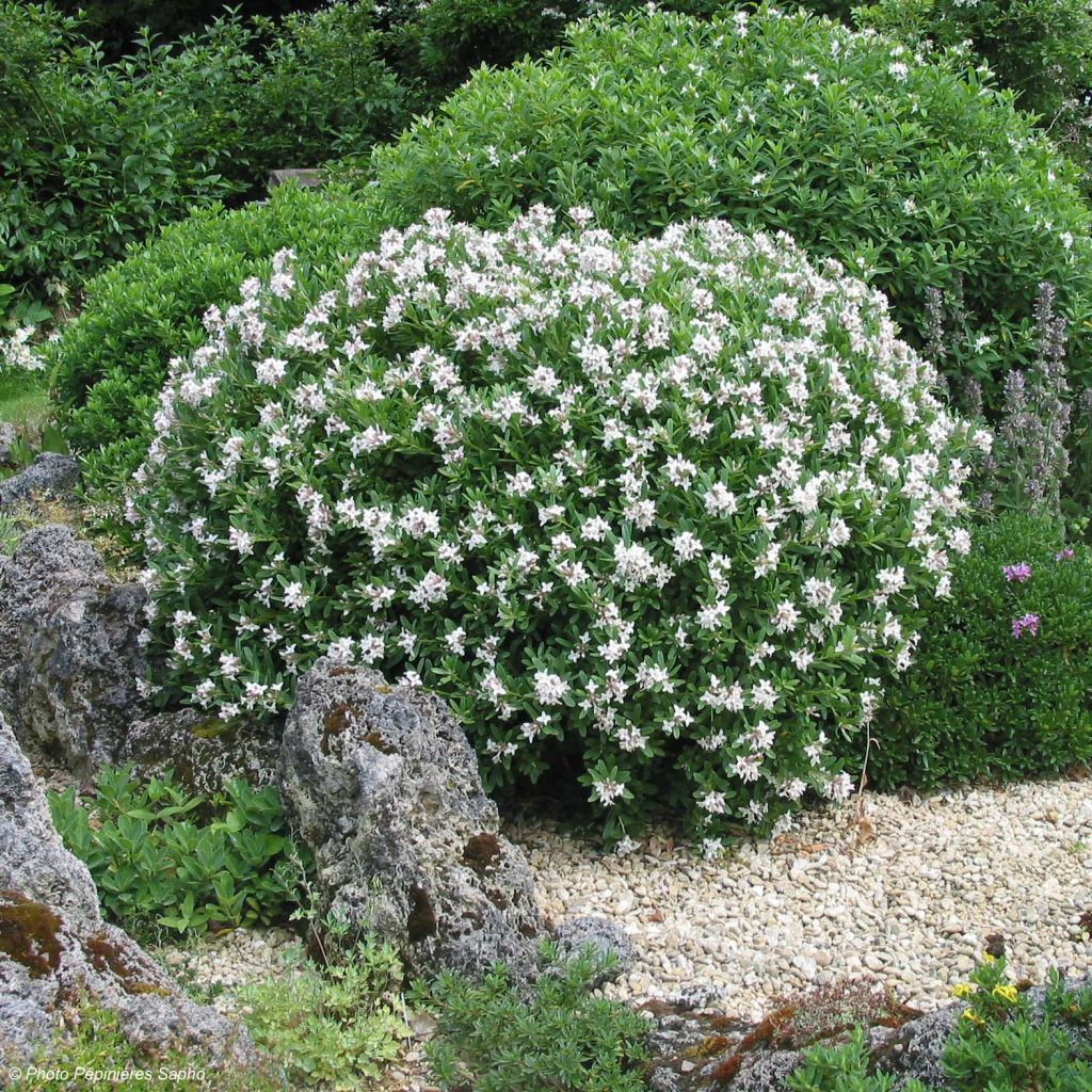 Näsiä Eternal Fragrance