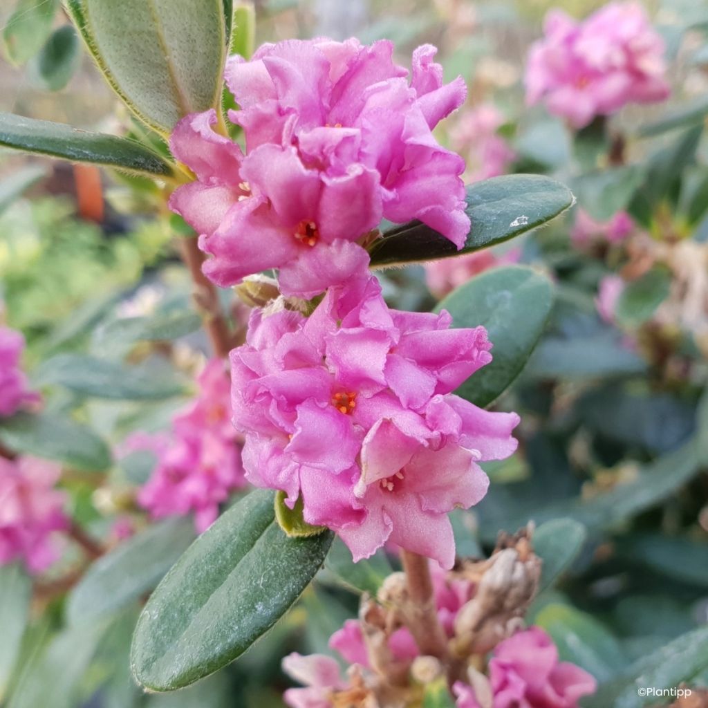 Näsiä Sweetheart
