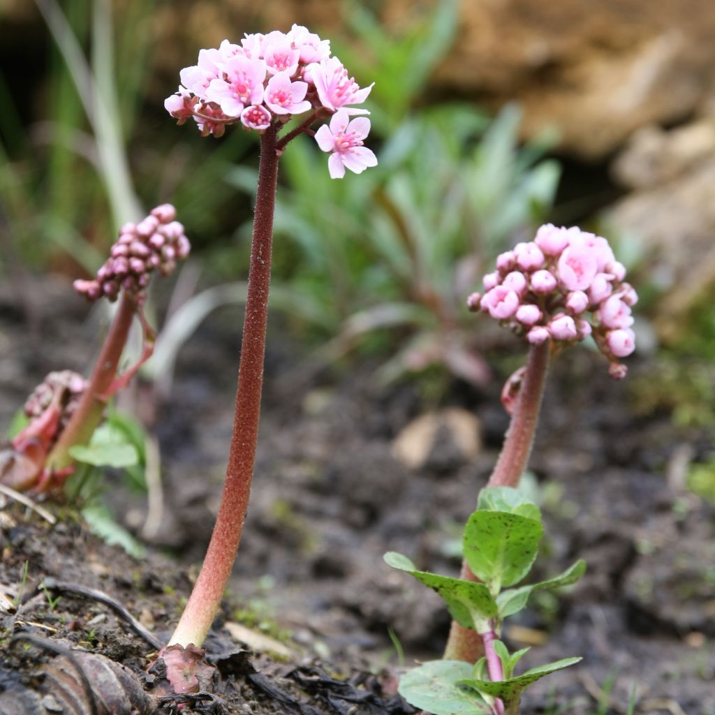 Kilpirikko - Darmera peltata