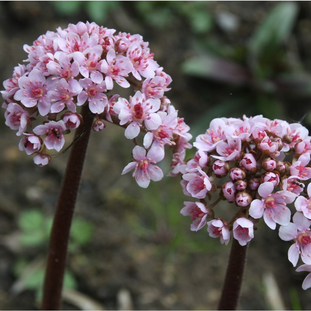 Kilpirikko - Darmera peltata