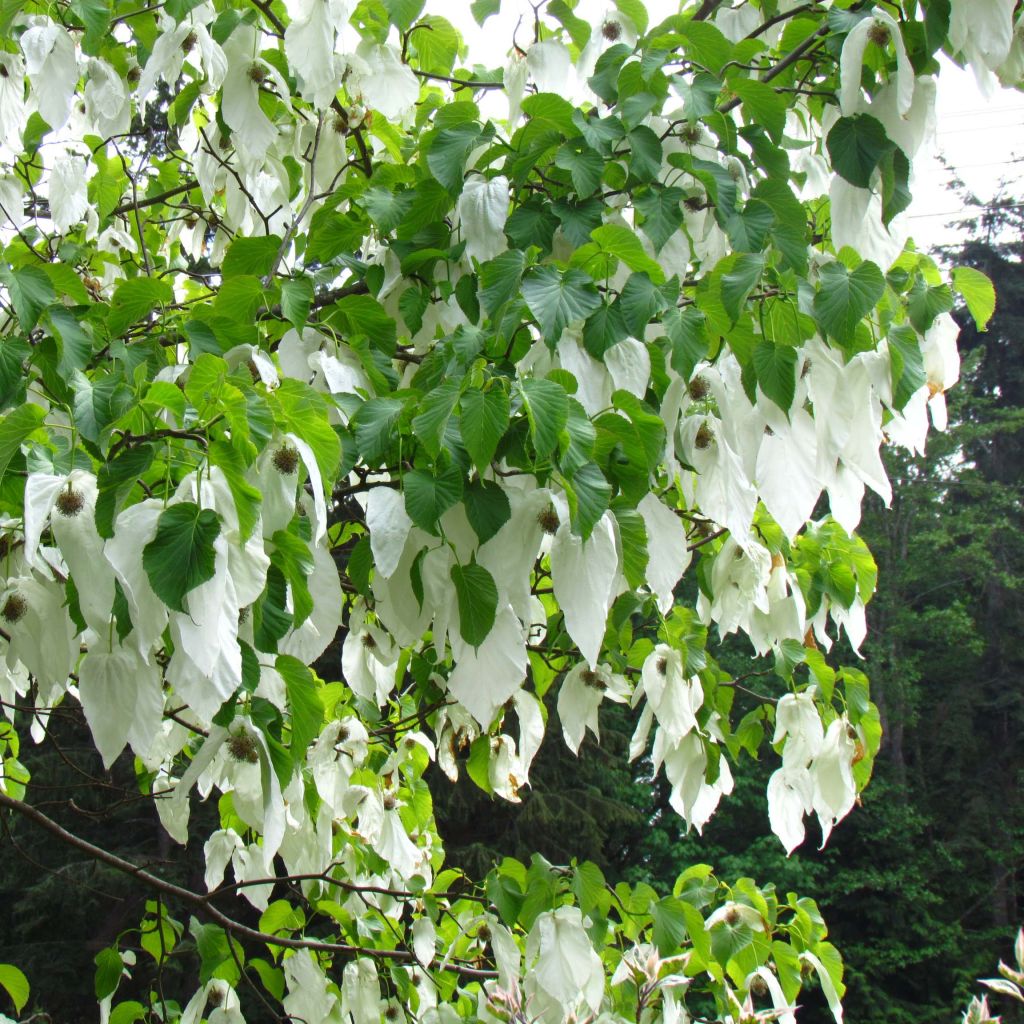 Kyyhkyspuu var. vilmoriniana