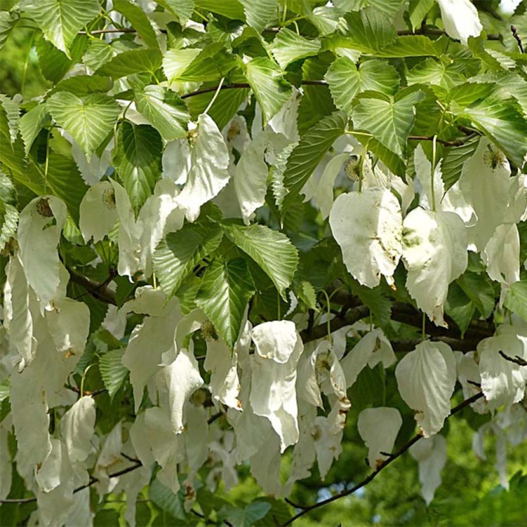 Kyyhkyspuu var. vilmoriniana