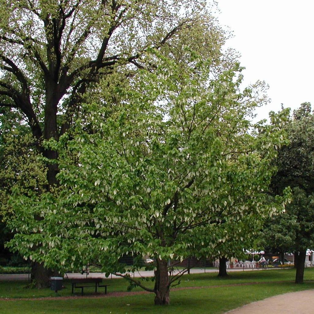 Kyyhkyspuu var. vilmoriniana