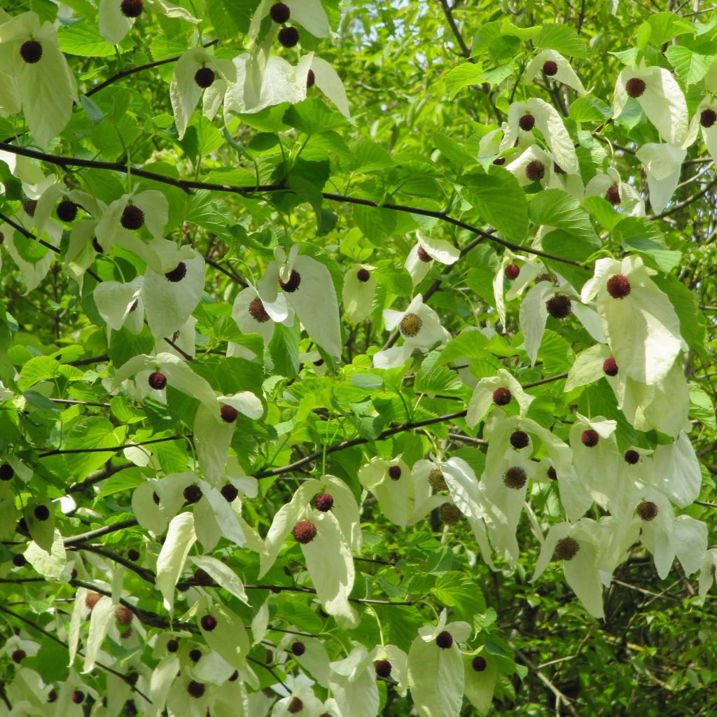 Kyyhkyspuu var. vilmoriniana
