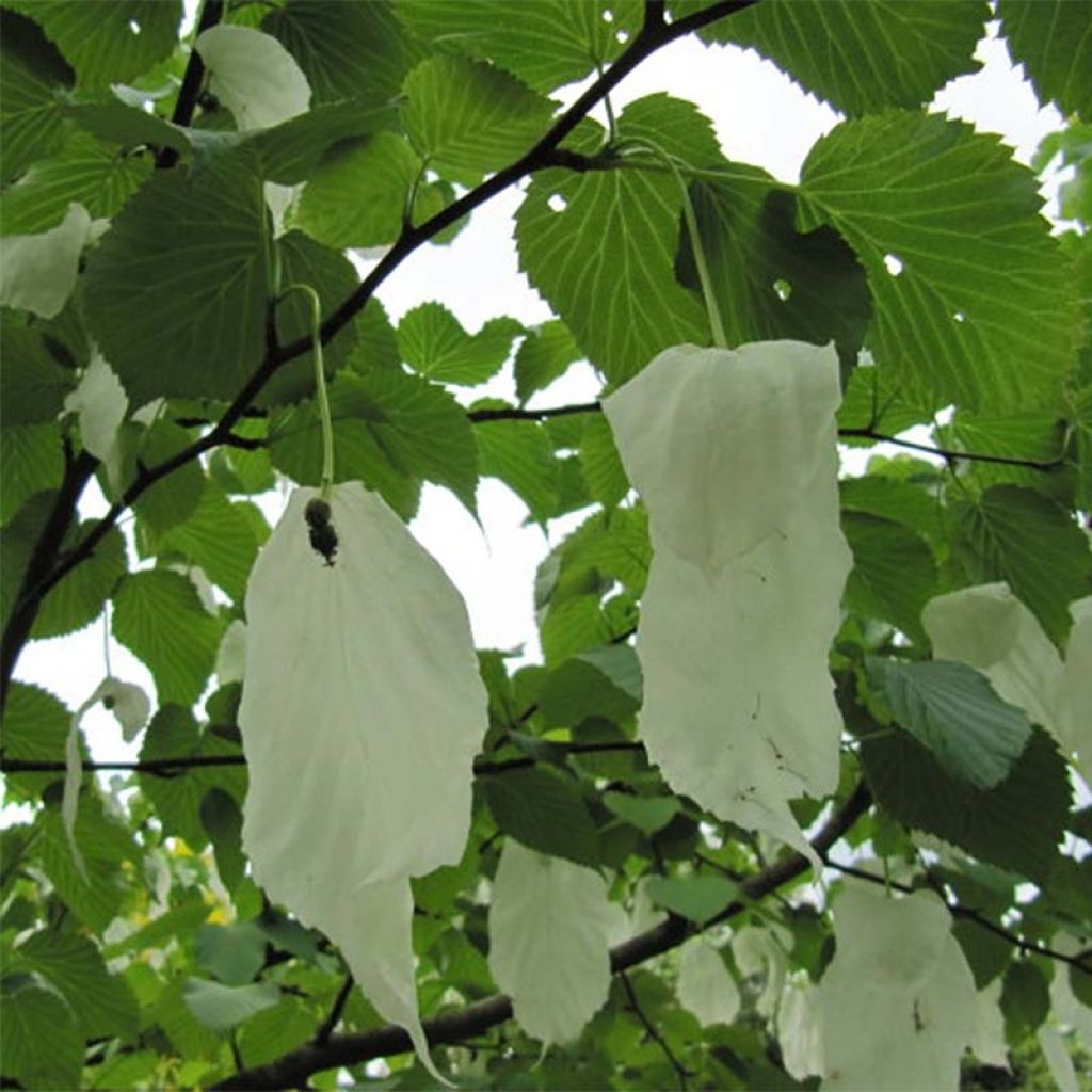 Kyyhkyspuu - Davidia involucrata