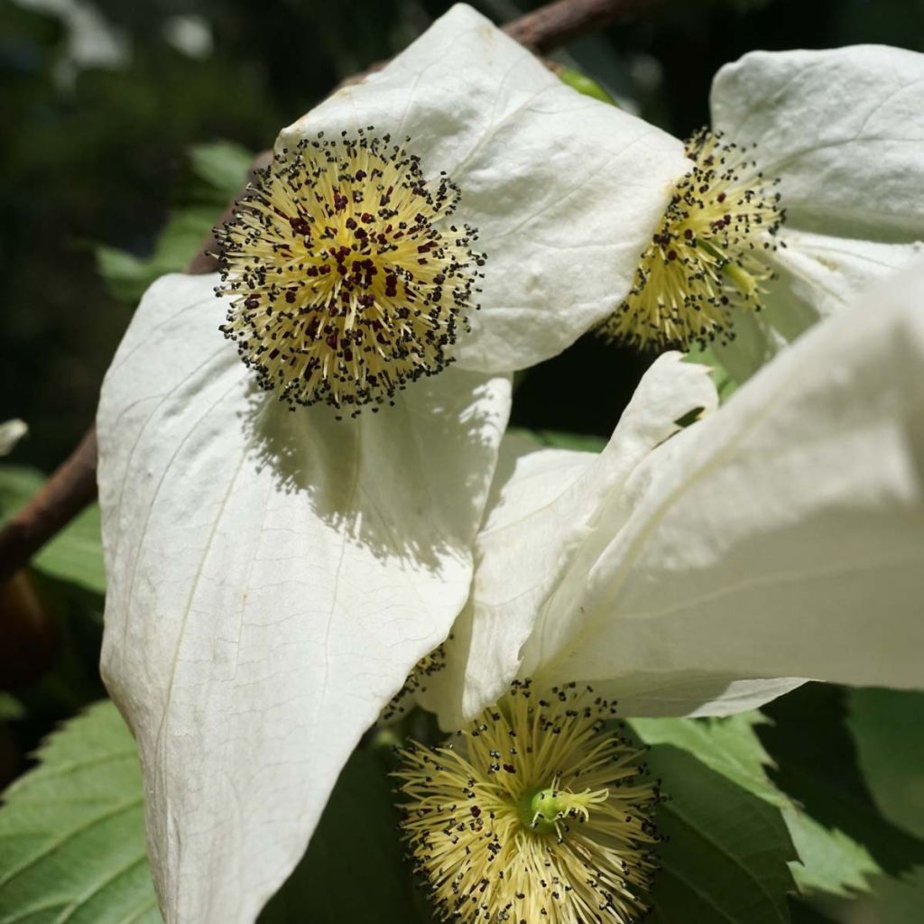Kyyhkyspuu - Davidia involucrata
