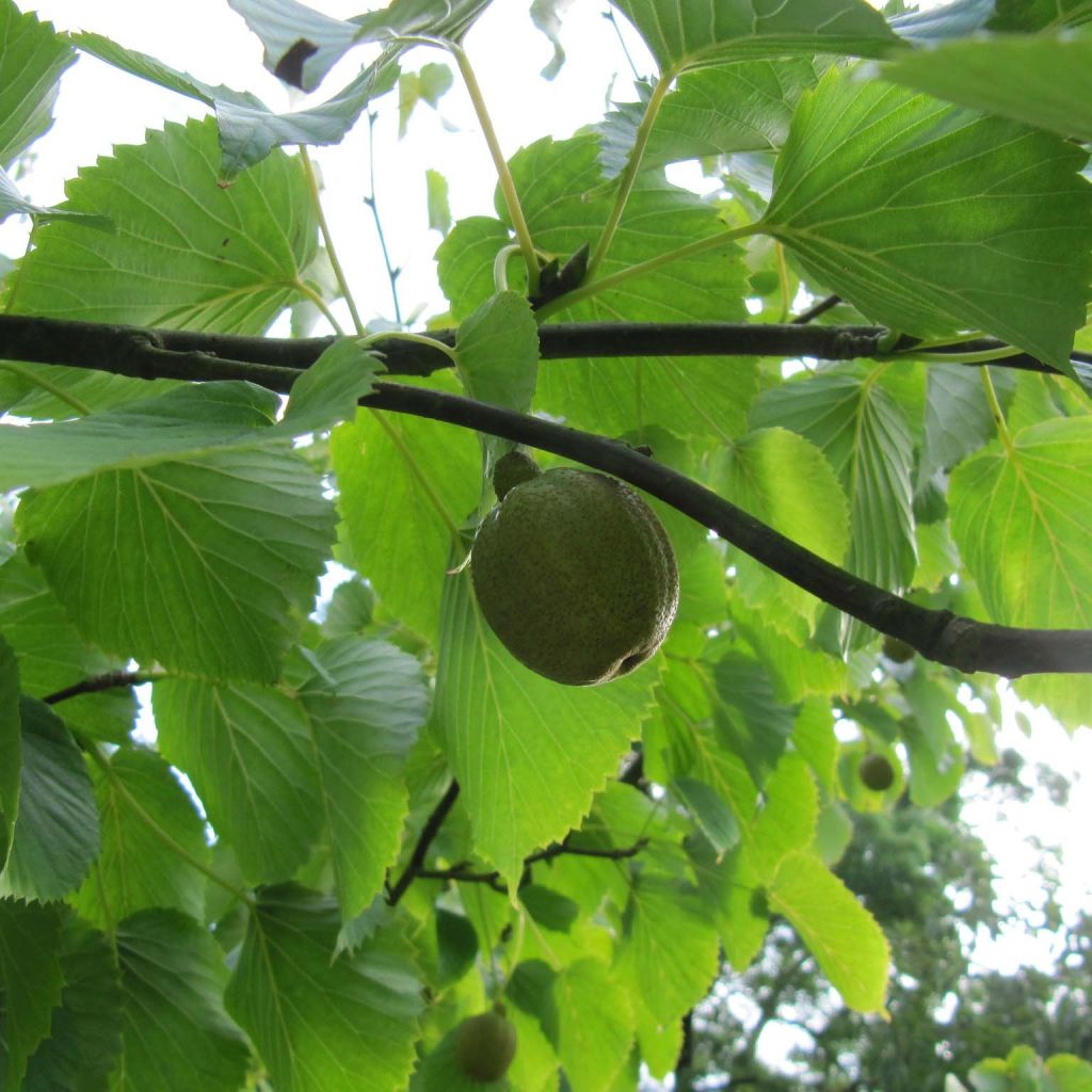 Kyyhkyspuu - Davidia involucrata