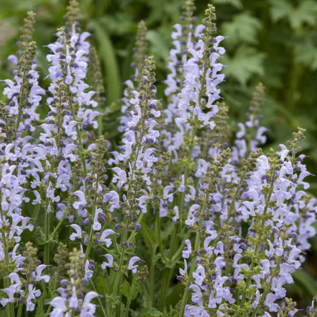 Niittysalvia Fashionista Vanity Flair