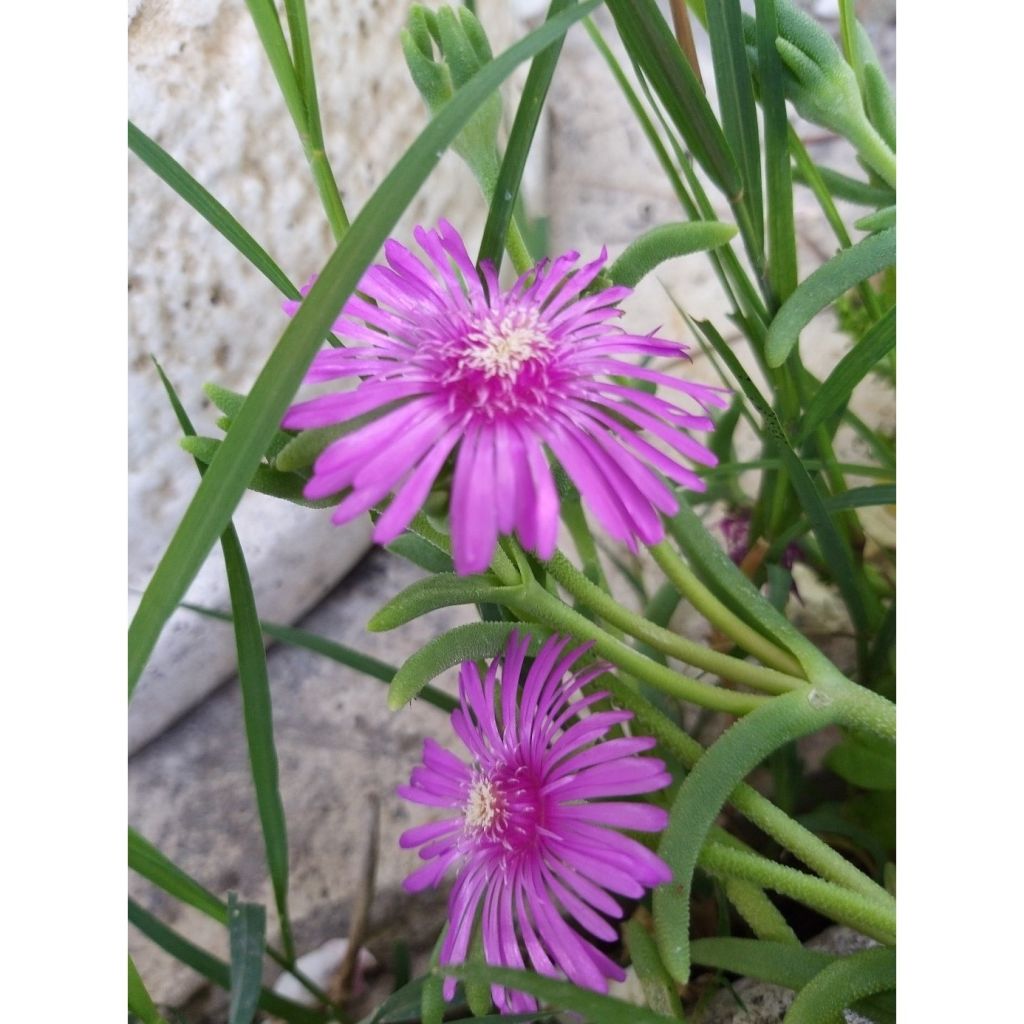 Punapiikkipäivikki - Delosperma cooperi
