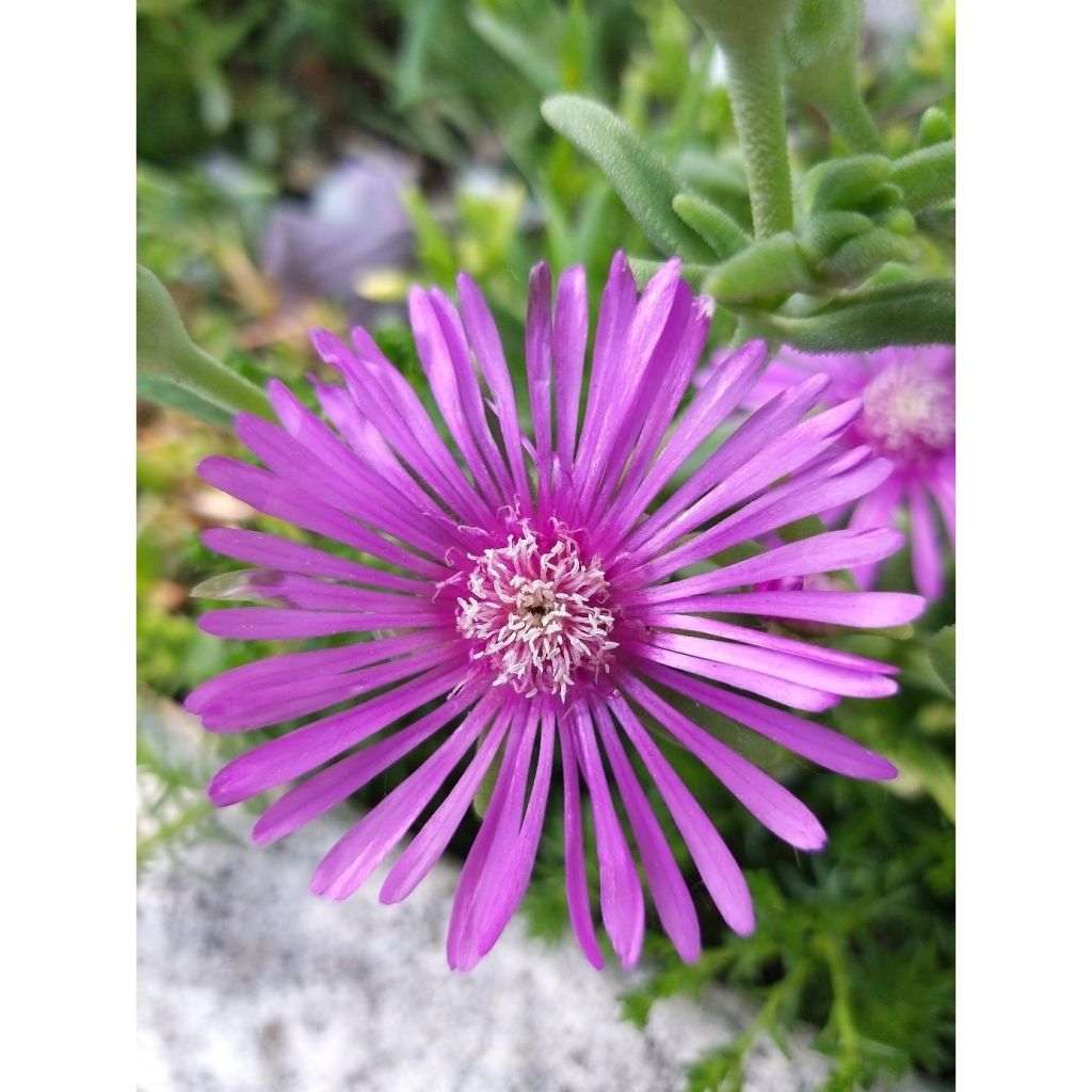 Punapiikkipäivikki - Delosperma cooperi