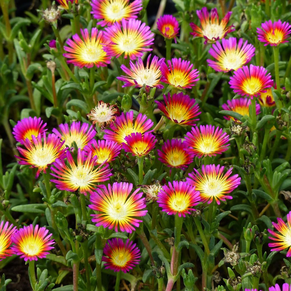 Piikkipäivikki Wheels of Wonder Hot Pink