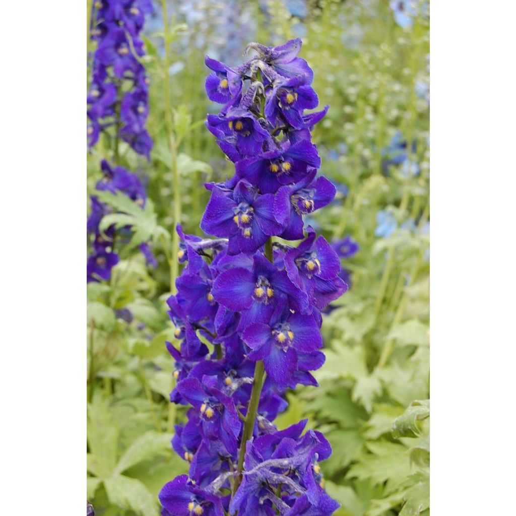 Jaloritarinkannus Delphinium belladonna Kleine Nachtmusik