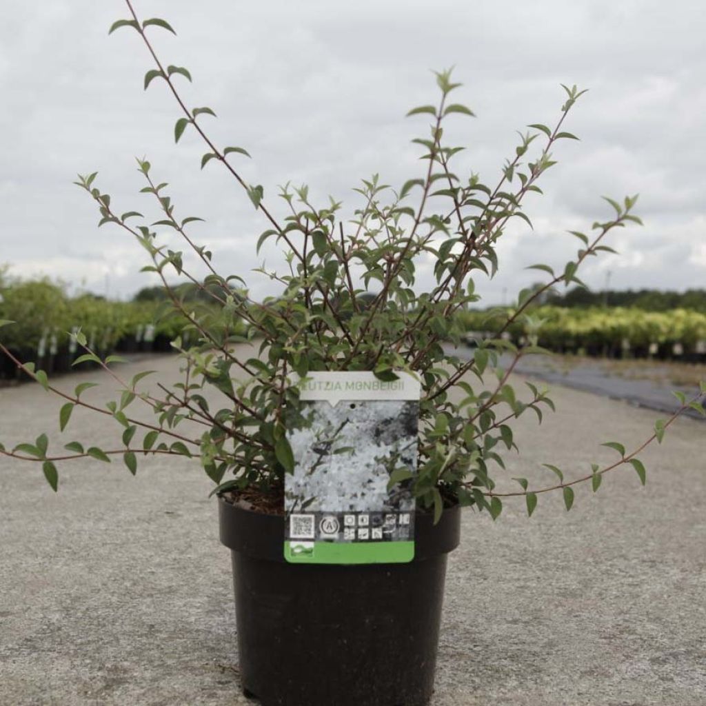 Nietospensas - Deutzia monbeigii