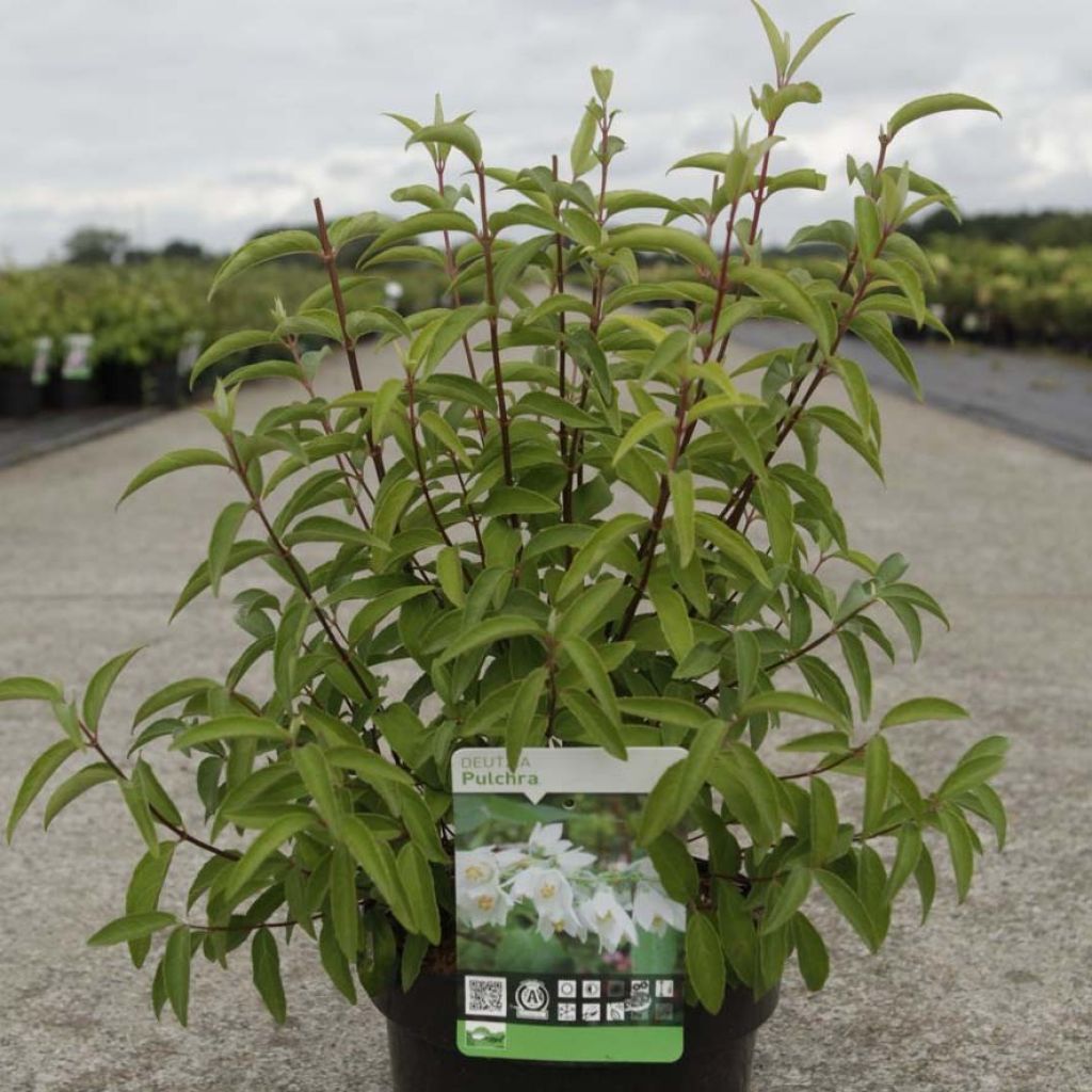 Nietospensas - Deutzia pulchra