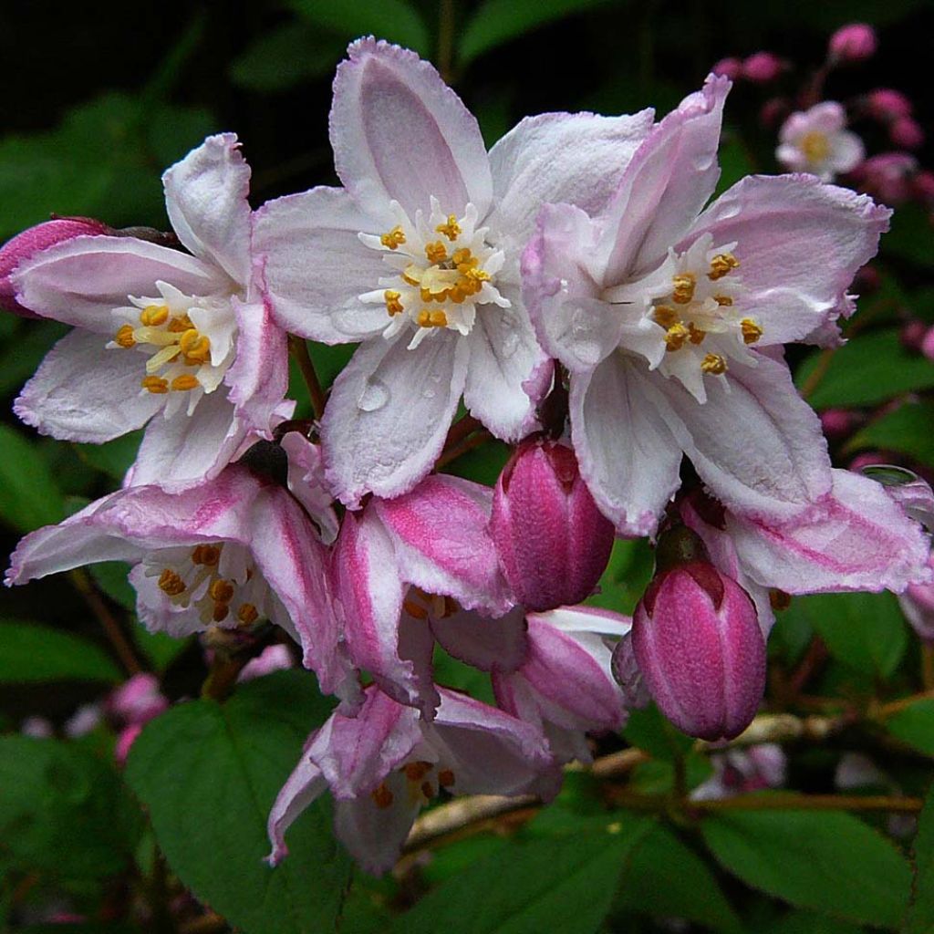 Nietospensas Kalmiiflora