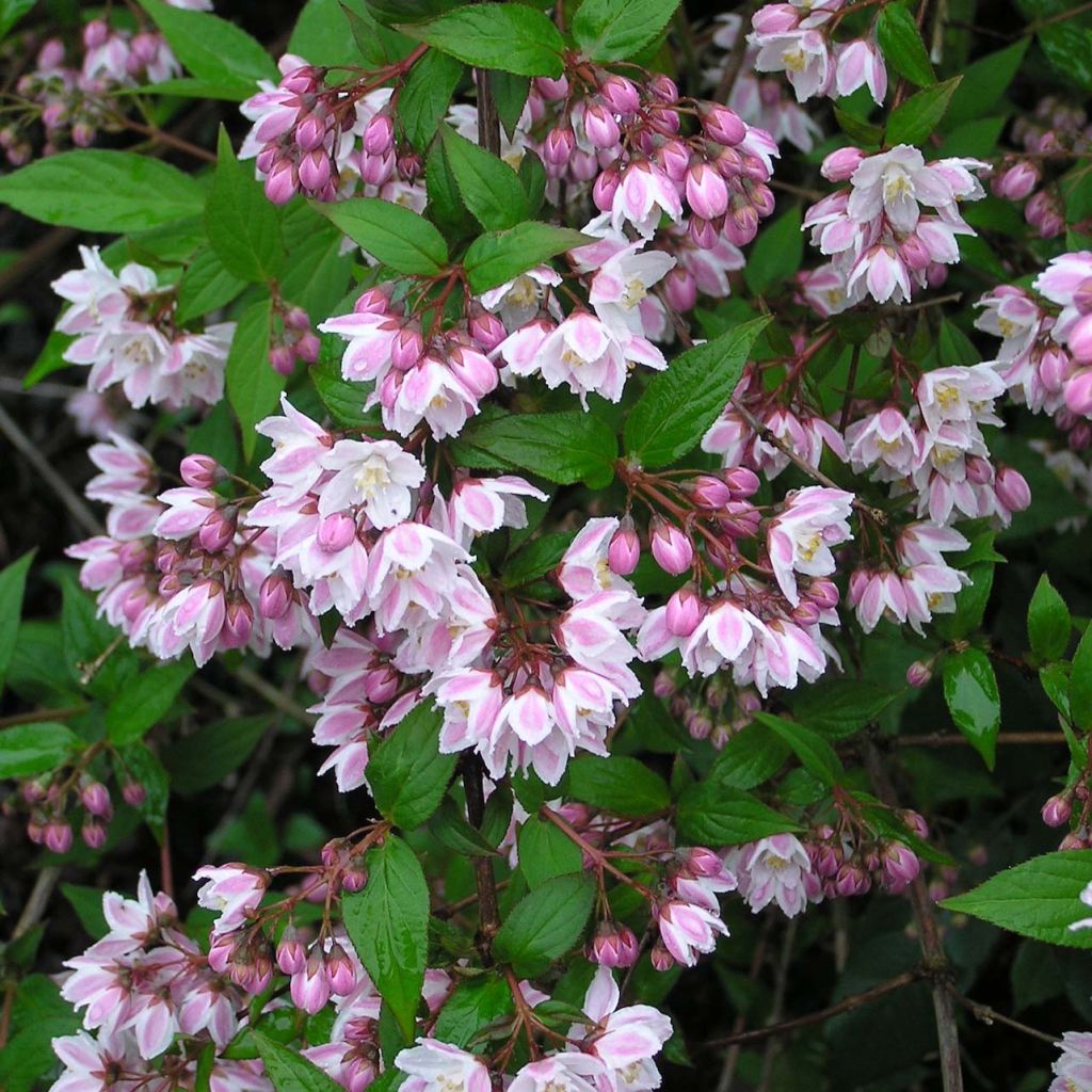 Nietospensas Kalmiiflora