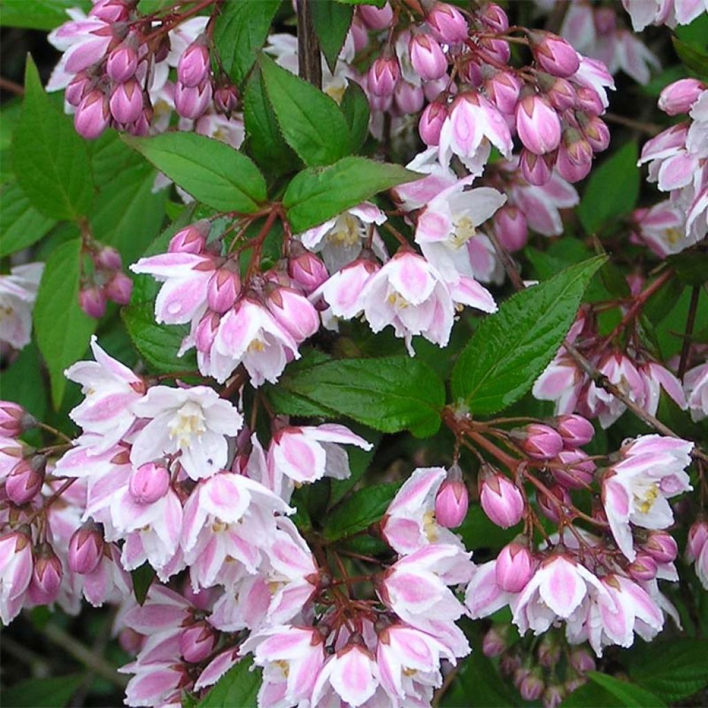 Nietospensas Kalmiiflora