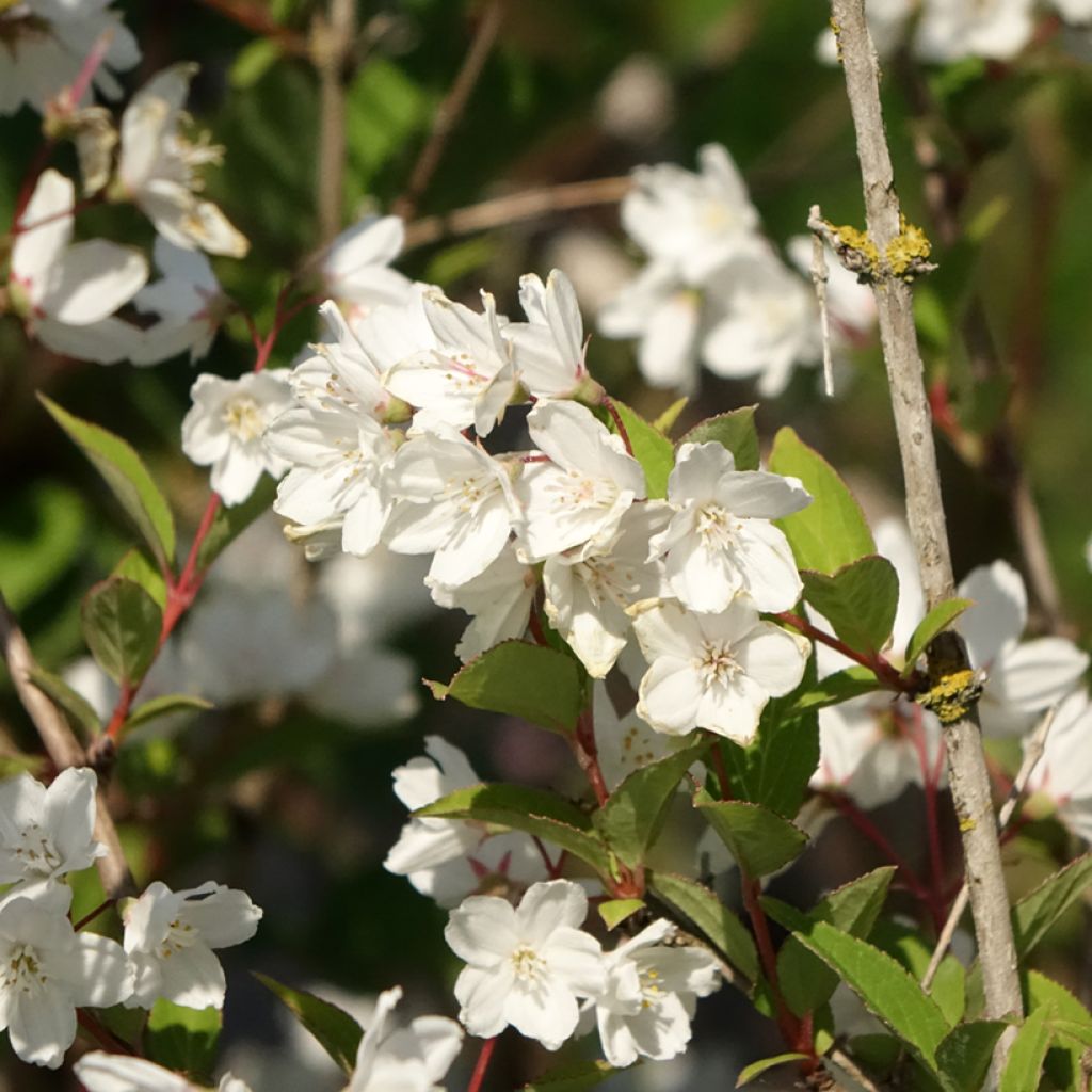 Nietospensas Campanulata