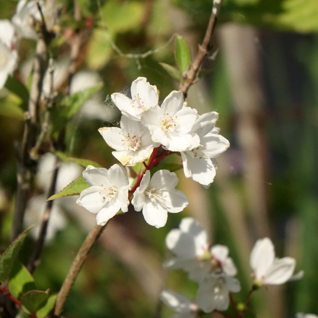 Nietospensas Campanulata