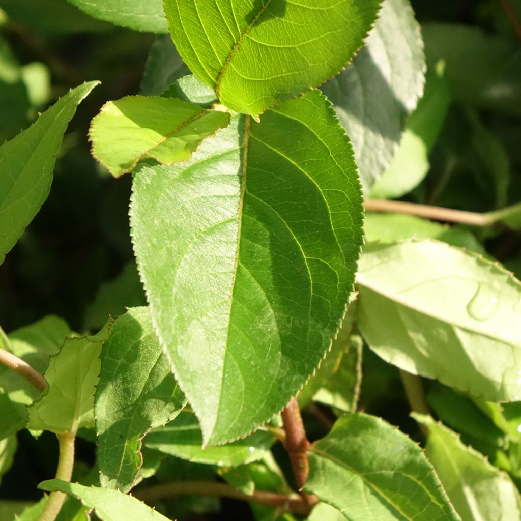 Nietospensas Punctata