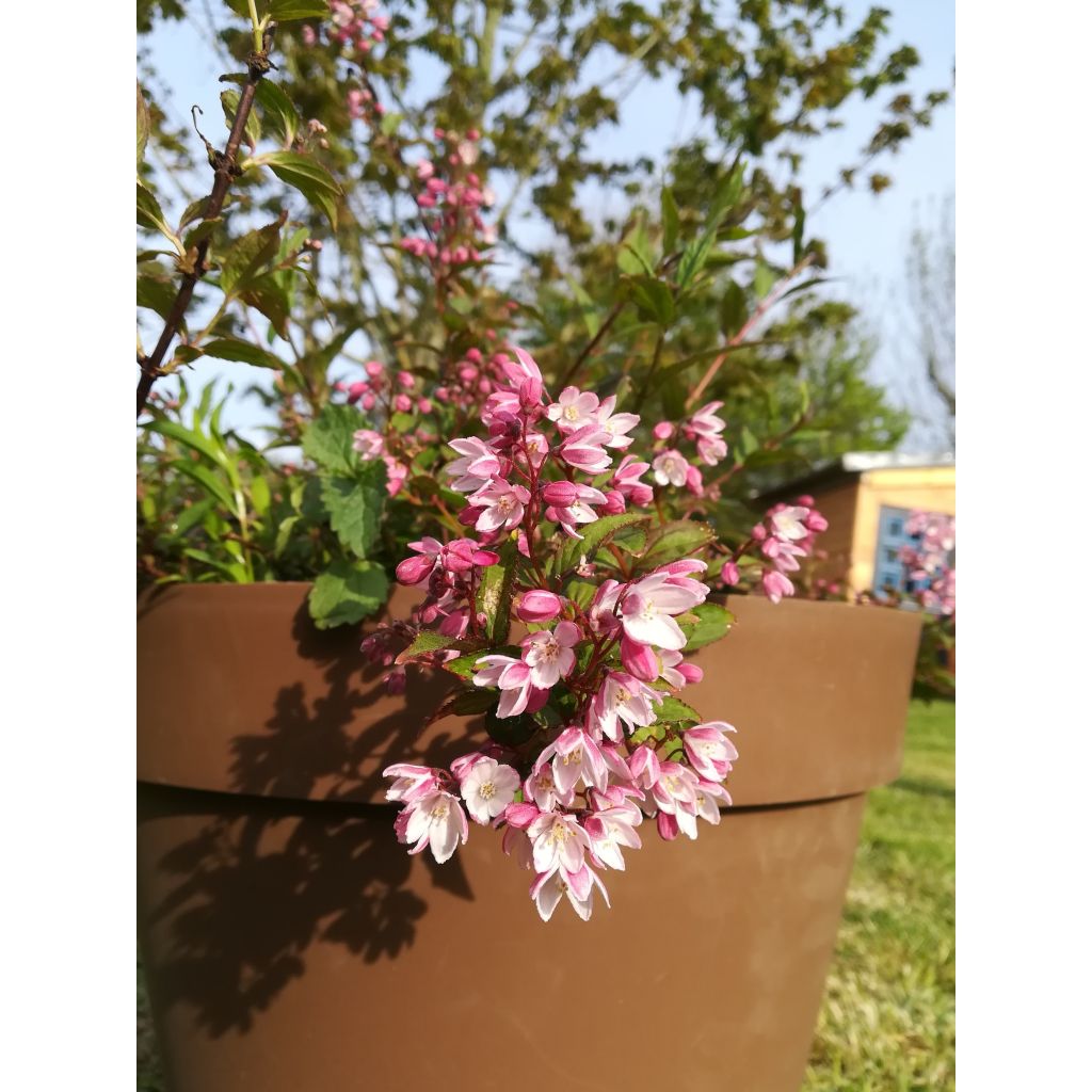 Nietospensas Yuki Cherry Blossom