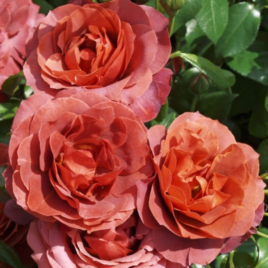 Floribundaruusu Hot Cocoa Wekpaltlez