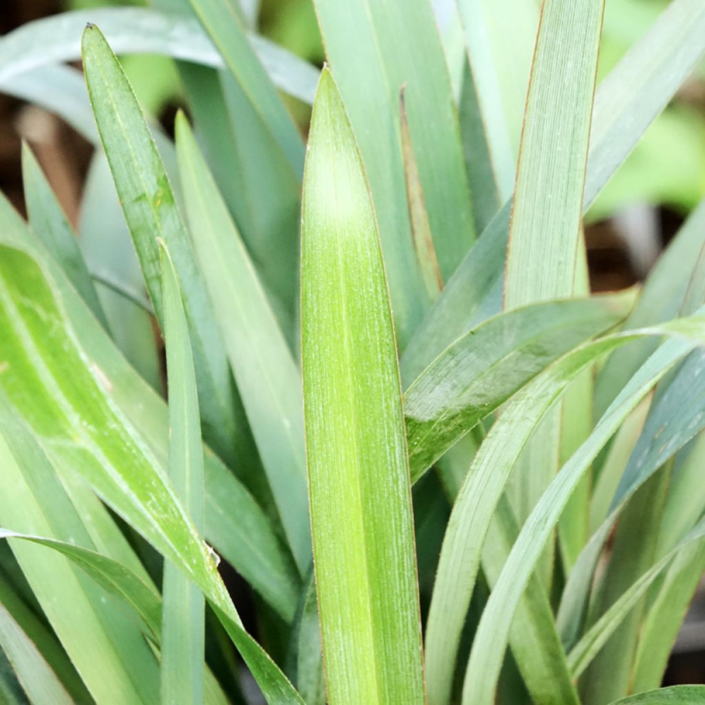 Dianella revoluta Blue Stream
