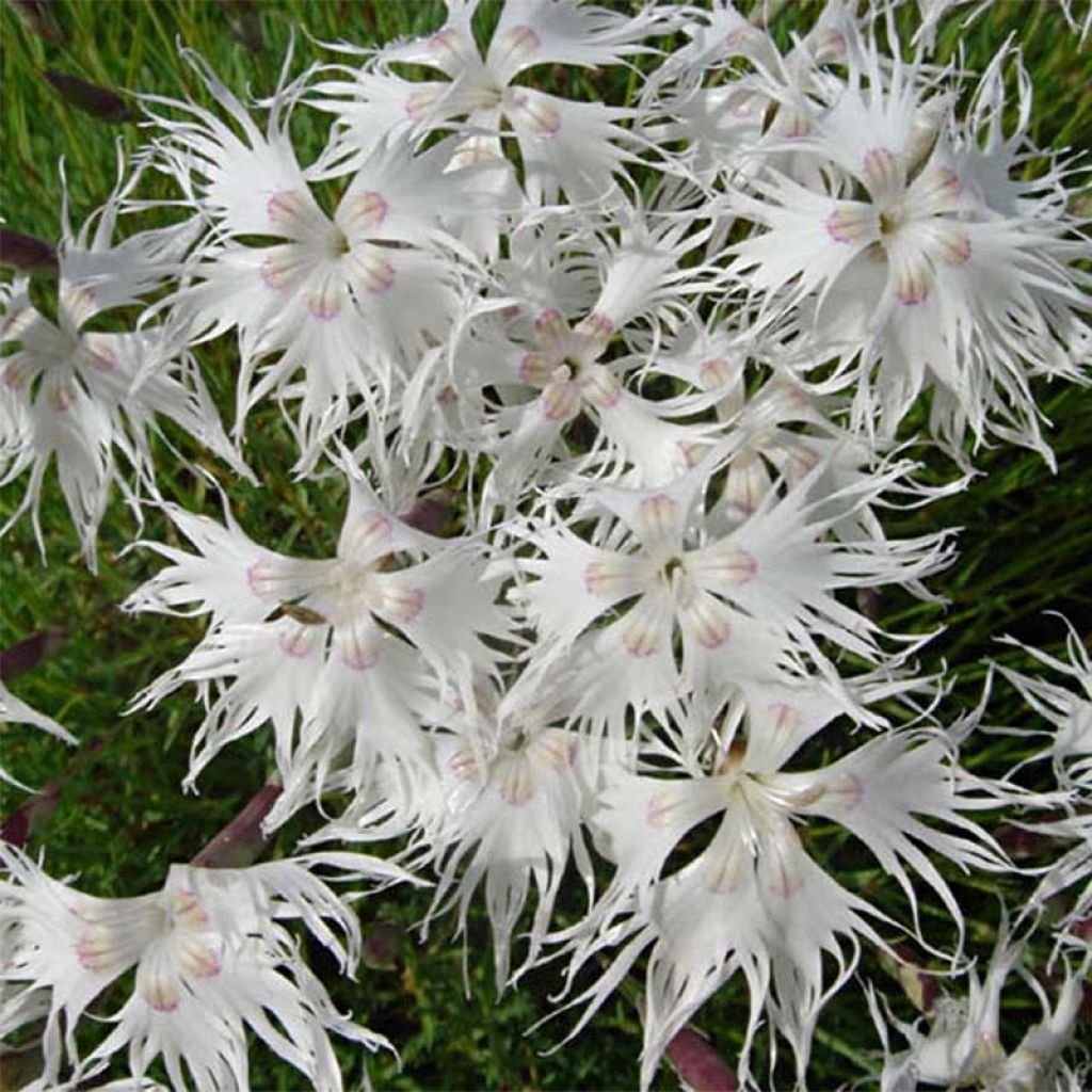 Hietaneilikka - Dianthus arenarius