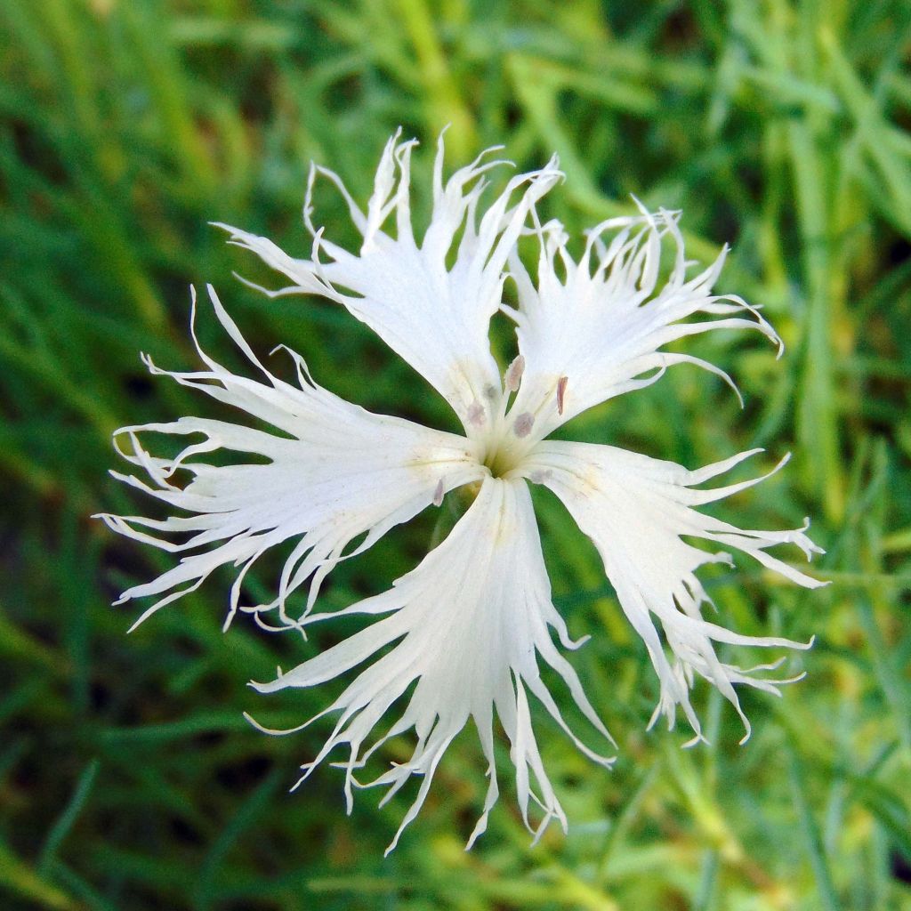 Hietaneilikka - Dianthus arenarius