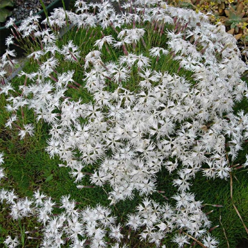 Hietaneilikka - Dianthus arenarius