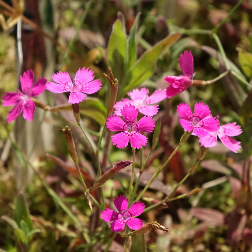 Ketoneilikka - Dianthus deltoides