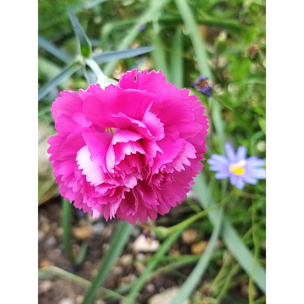 Sulkaneilikka Lily the Pink