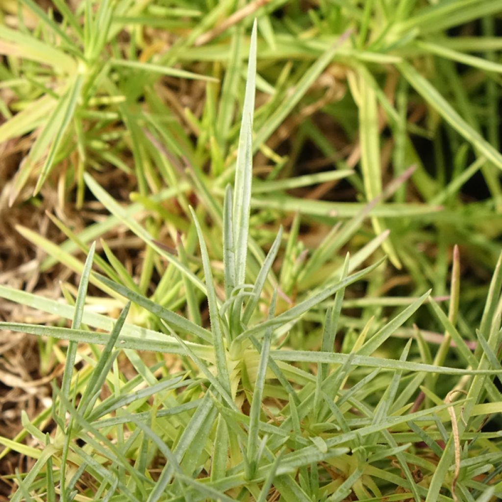 Neilikka - Dianthus spiculifolius