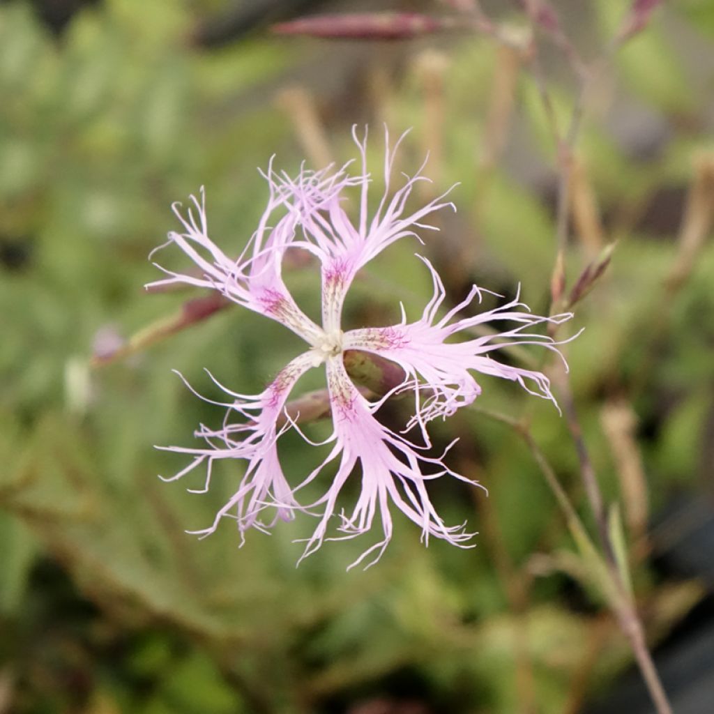 Pulskaneilikka - Dianthus superbus